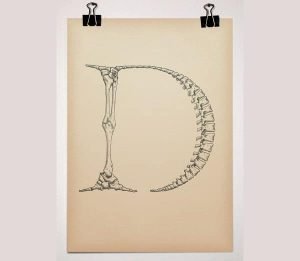 skeletal type